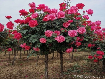 树状月季怎么养护?