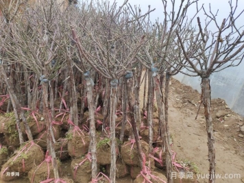 树状月季花能耐零下多少度低温？