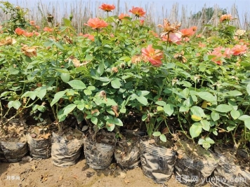 夏天月季一天浇几次水?