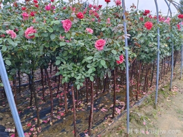 月季树移栽浇水方法