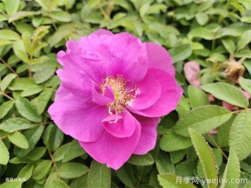 四季玫瑰花多少钱一盆？