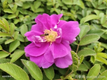 喝四季玫瑰花茶的好处和功效