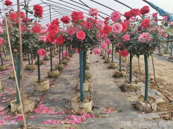 怎样做好园林月季树的养护工作？