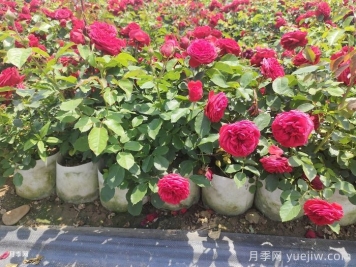 月季苗什么季节种植最好？春秋季种月季注意点