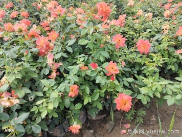 月季苗小不要紧，教你半年长成两加仑开爆花