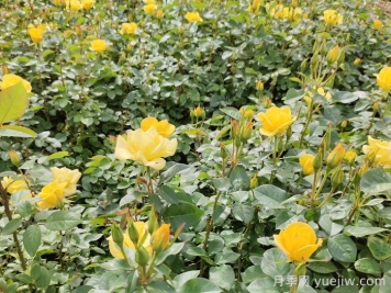 月季的花蕾不长是什么原因？