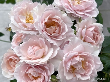 五十弦月季的特性和来源