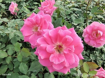 月季开花期，停肥是什么操作？