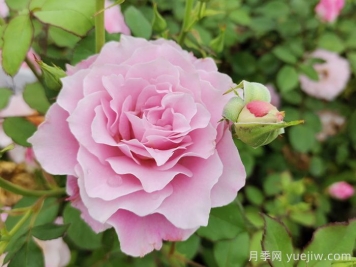 月季花不对版是什么意思？