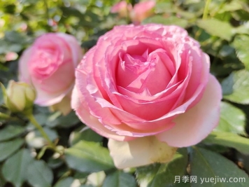 龙沙宝石，最受欢迎的粉色藤本月季，无法抗拒的魅力