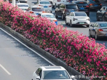 武汉月季全城开，万一有人想在绿化带办婚礼呢？