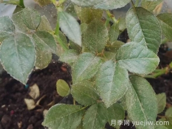 月季又有红蜘蛛了，该怎么处理？