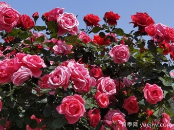 凉山西昌：春日浪漫，比碗口大的月季花你见过吗？