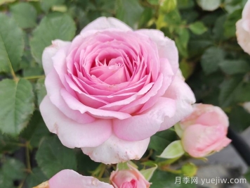 耐热月季，天狼暑系列月季品种