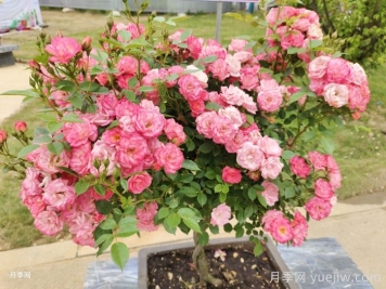 南阳月季：刘玉匠心育花，雕琢月季人生