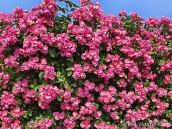 爬藤月季自己能爬上墙吗？