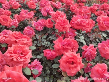 月季叶子变黄是怎么回事？解决缺素问题