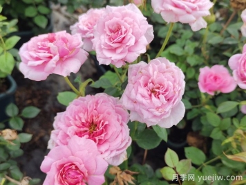 阳台养月季，必备的三款粉色系月季