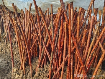 为何山木香是嫁接树状月季的优良砧木？