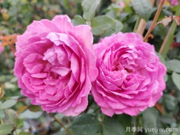 月季象征着怎样的含义？