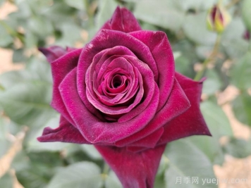 不同颜色月季花代表的含义？