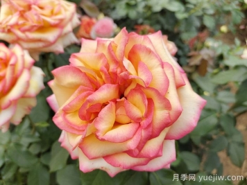 想要月季多开花、花质好？学会这三点