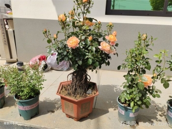 盆栽月季可以养多少年？