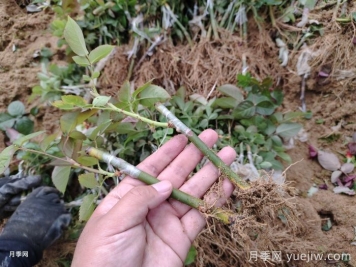月季牙签苗的种植和养护
