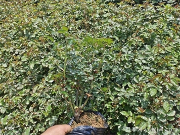 月季小苗要剪掉花苞吗？如何多分枝