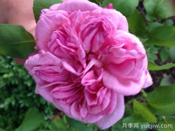 利吉尔夫人月季