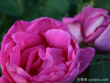 莉荻亚弗雷曼月季