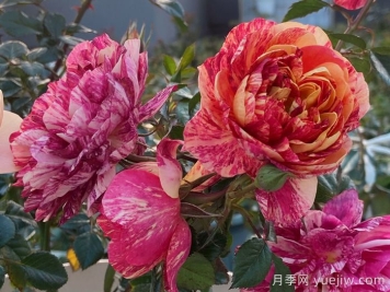 果汁飞溅月季为什么会出现返祖？