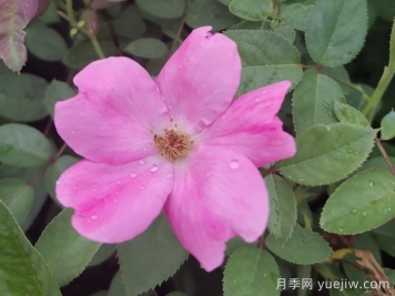 重瓣月季和单瓣月季哪个好？