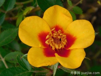 阿富汗女孩月季