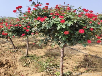 高杆月季的栽培及管理