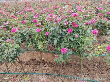五月月季养护管理方法