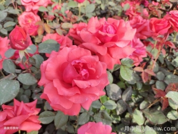 月季花在中国有哪些受欢迎的品种？