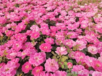 夏季月季几天浇一次水？