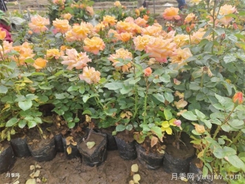 夏季如何养月季？夏季月季养护秘籍