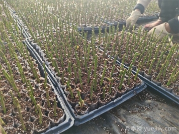 月季扦插黑杆怎么办？