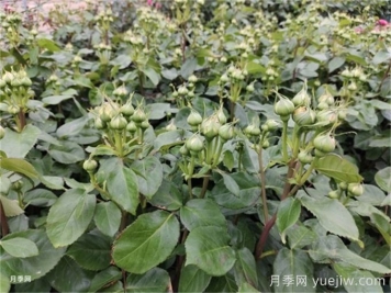 月季到了5月份还不开花是什么原因？