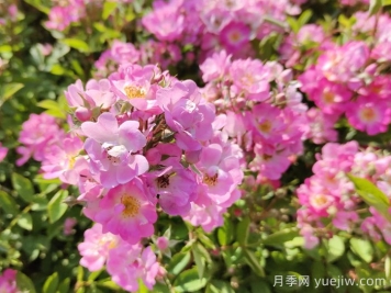 调控月季开花期的技巧