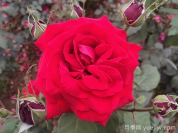 不同颜色的月季花语与寓意