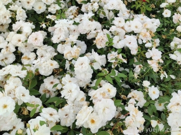 新疆可以种植哪些月季花品种？