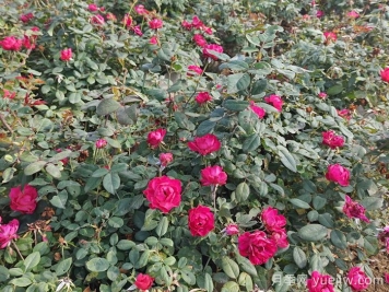 西藏园林绿化有哪些适合的月季？