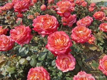 月季花多久浇一次水比较合适？