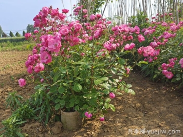 护坡可以种月季花吗？