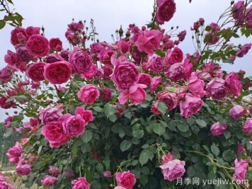 月季有红蜘蛛用什么药防治效果好？