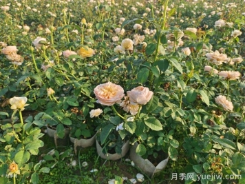 刚买来的月季叶黄脱落怎么办？