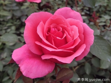 花朵直径在15-20厘米的大花月季品种有哪些？